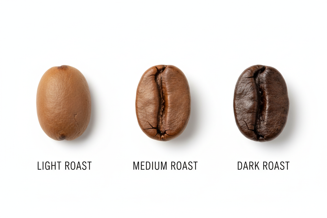 Light roast, medium roast, and dark roast coffee beans side by side on white background